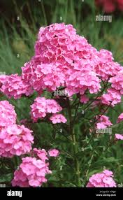 Image result for Triceratella drummondii