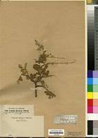 Image result for Cadaba farinosa