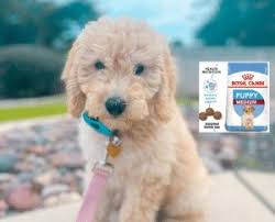 Goldendoodles should eat the best puppy food for goldendoodle until they're about 12 months old. Best Puppy Food For A Goldendoodle 2021 Top 10 We Love Doodles
