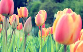 Virag Tulipanok Hatterkepek 2560 1600 Cool Pc Hatterek Free Desktop Wallpaper Field Wallpaper Spring Tulips