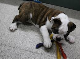 Bulldogs can come in a variety of colors, from red to fawn to brindle, white, and piebald. English Bulldog Dog Female White And Brindle 2381649 Petland Montgomery