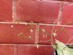 Image result for Chlorophytum perfoliatum