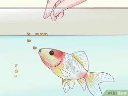 How To Prepare Fruits And Vegetables For Goldfish To Eat 10 Steps