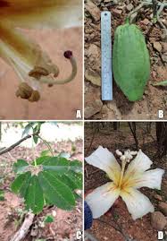 Image result for Malvaceae subfamily Bombacoideae