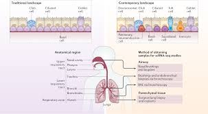 The resulting map covers more than 800 major cell types and potentially more than 1,000 cell subtypes in the mouse system. Regulation Of Immune Responses By The Airway Epithelial Cell Landscape Nature Reviews Immunology