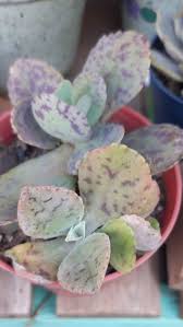 Image result for Kalanchoe marmorata