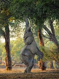 Pin Von Quintin Fourie Auf Elephants Ausgestopftes Tier Tiere Tiere Schon
