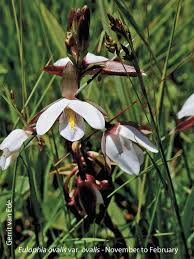 Image result for Eulophia ovalis