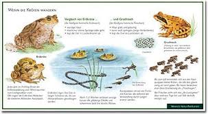 Kroten Wenn Die Kroten Wandern Vergleich Von Erdkrote Und Grasfrosch Wawra Naturpostkarte Zum Entdecken Beobachten Bestimm Wilde Tiere Tiere