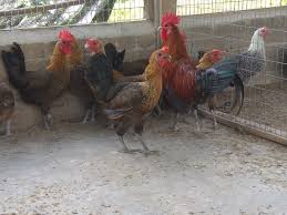 Bunyi haiwan yang disertakan dalam aplikasi adalah: Belanja Sikit Gambar Induk2 Ayam Kampung Penternakan Sumber Unggas Rakan Ternak Anda Facebook