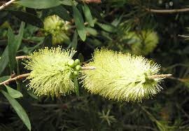 Image result for Melaleuca sp. A (Biegel 5741)