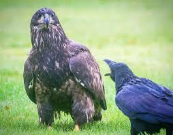 Ala Kuule Ala Mulle Huutaan Pet Birds Funny Birds Bird Pictures