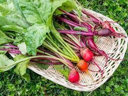 How to keep beets from the garden. How To Grow Beets