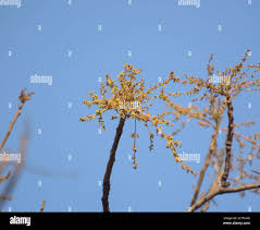 Image result for Lannea schimperi