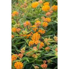 Spring Hill Nurseries Orange Butterfly Plant Asclepias Live Bareroot Plant Orange Flowering Perennial 09052 The Home Depot Butterfly Plants Spring Hill Nursery Asclepias