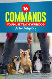 Teaching your dog the roll over cue is a handy trick you can teach with positive reinforcement. 16 Commands You Must Teach Your Dog After Adopting
