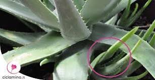 Quando Si Può Tagliare La Pianta Di Aloe?