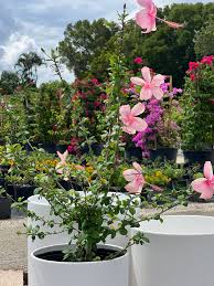 Image result for Hibiscus noldeae