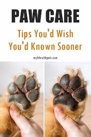 How To Properly Care For Your Dogs Paws Dog Paw Pads Paw Care Dog Paw Protection
