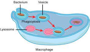 Animal Cells Versus Plant Cells Biology For Non Majors I