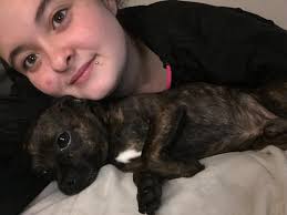 Chihuahuas as emotional support pets