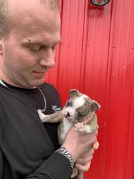 What recommendations should you take in place before getting a Boston  terrier?