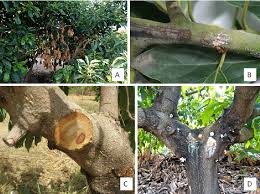 We did not find results for: Disease Symptoms On Avocado Tree Branches Associated With Dieback A Download Scientific Diagram