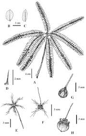 Image result for Eriolaena rulkensii