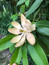 Image result for Magnoliaceae