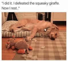 30 Animal Memes That Will Make You Laugh Until You Cry Funny Animal Memes Funny Animals Animal Memes