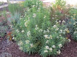 Image result for Asclepias longirostra