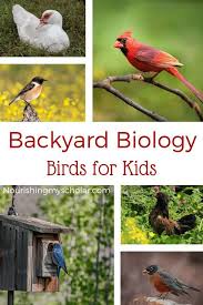 Birds That Start With A P Backyard Biology Birds For Kids Nourishing My Scholar Birds For Kids Biology For Kids Homeschool Nature Study