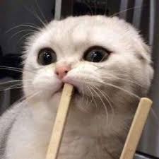Cat C Missblack Rabbit In 2020 Cute Cats Cats Animals