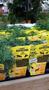 Voor frankrijk zijn geen vaccinaties verplicht of aanbevolen. Serres De Gouaix Romilly Descriptif Des Varietes De Tomates Serres De Gouaix Serres De Gouaix Gilblas Gouaix France Xuvent