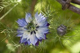 Love In A Mist Nigella Damascena Is A Beautiful Delicate Annual