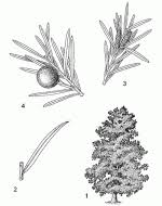Image result for Afrocarpus