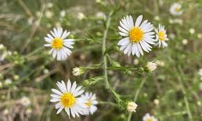 Image result for Aster