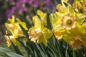 Maybe you would like to learn more about one of these? Daffodil Cultivars