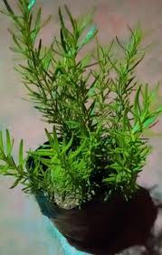 Image result for Tragia brevipes-benthamii-okanyu