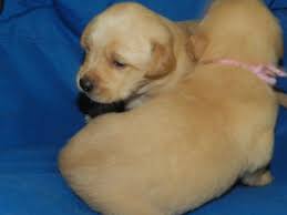 Maybe you would like to learn more about one of these? English Cream Golden Retriever Puppies Pets And Animals For Sale Vancouver Wa