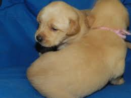Find golden retriever in dogs & puppies for rehoming | find dogs and puppies locally for sale or adoption in greater vancouver area : English Cream Golden Retriever Puppies Pets And Animals For Sale Vancouver Wa