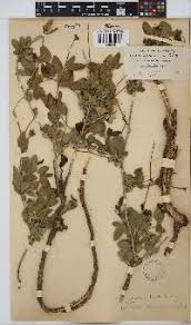 Image result for Otoptera