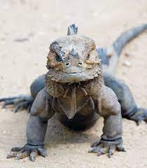Suuuuuper Helpful Rhino Iguana Caresheet By John Binns Iguana Cute Reptiles Reptiles Pet