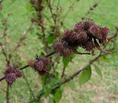 Image result for Triumfetta rhomboidea