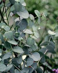 Silver Drop Eucalyptus Gunnii Plants Shrubs Live Plants