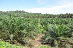Kementerian perusahaan perladangan dan komoditi ), abbreviated mpic, kppk, is a ministry of the government of ministry of plantation industries and commodities (malaysia). Malaysia Eyes African And Middle East Markets For Its Palm Oil Biofuels International Magazine