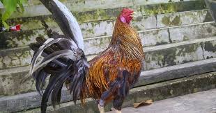 Asal usul ayam philipina & karakteristik gaya tarungnya 6 jenis asal usul ayam philipina & karakteristik gaya tarungnya menurut. Gambar Ayam Philipina Foto Dan Gambar Ayam Pilipina Atau Philipine Jenis Ayam Filipina Dari Warna Nya Lielle Linkous