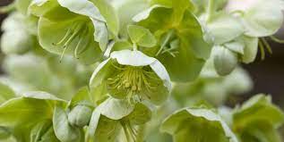 Maybe you would like to learn more about one of these? 20 Green Flowers Pretty Garden Blooms