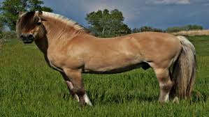 You will find fjord horses in countries like denmark, the netherlands, and germany, but norway oversees our preservation breeding. 4 Fascinating Facts About The Norwegian Fjord Horse Horse Spirit
