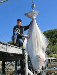 German Angler Lands 427 Pound Halibut In Norway Fish Deep Sea Fishing Sea Fishing